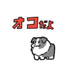 日常でも使える！ボーダーコリー！青白（個別スタンプ：34）