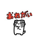 日常でも使える！ボーダーコリー！青白（個別スタンプ：35）