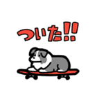 日常でも使える！ボーダーコリー！青白（個別スタンプ：37）