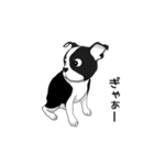 Doggy Daily 〜動くスタンプ〜（個別スタンプ：13）