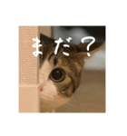 ポッキー店長のスタンプ（個別スタンプ：3）