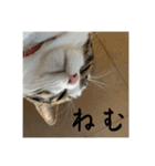 ポッキー店長のスタンプ（個別スタンプ：5）