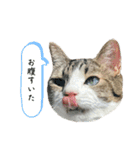 ポッキー店長のスタンプ（個別スタンプ：23）