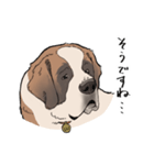 おっとりセントバーナード（個別スタンプ：10）
