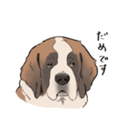 おっとりセントバーナード（個別スタンプ：16）
