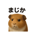 リアルなモルモットの日常感情日記ライン（個別スタンプ：4）