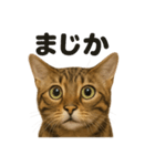 リアルなベンガル猫の日常感情日記ライン（個別スタンプ：4）