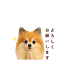 ポメラニアン パーティー色 日常敬語（個別スタンプ：2）
