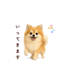 ポメラニアン パーティー色 日常敬語（個別スタンプ：5）
