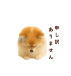 ポメラニアン パーティー色 日常敬語（個別スタンプ：7）