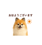 ポメラニアン パーティー色 日常敬語（個別スタンプ：8）