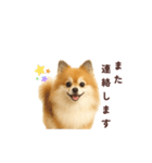 ポメラニアン パーティー色 日常敬語（個別スタンプ：12）