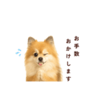 ポメラニアン パーティー色 日常敬語（個別スタンプ：13）