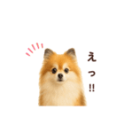 ポメラニアン パーティー色 日常敬語（個別スタンプ：14）