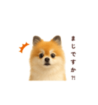ポメラニアン パーティー色 日常敬語（個別スタンプ：15）