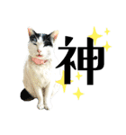 のら猫大福の生活③（個別スタンプ：1）