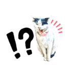 のら猫大福の生活③（個別スタンプ：2）