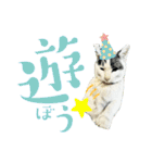 のら猫大福の生活③（個別スタンプ：3）
