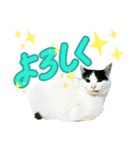 のら猫大福の生活③（個別スタンプ：4）