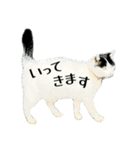 のら猫大福の生活③（個別スタンプ：5）