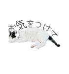 のら猫大福の生活③（個別スタンプ：7）