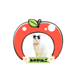 のら猫大福の生活③（個別スタンプ：8）