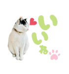 のら猫大福の生活③（個別スタンプ：9）