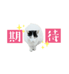 のら猫大福の生活③（個別スタンプ：11）