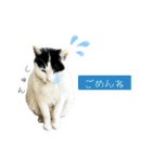 のら猫大福の生活③（個別スタンプ：12）