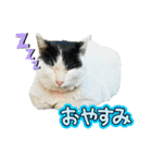 のら猫大福の生活③（個別スタンプ：13）