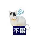 のら猫大福の生活③（個別スタンプ：15）