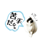 のら猫大福の生活③（個別スタンプ：17）