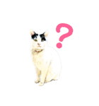 のら猫大福の生活③（個別スタンプ：24）