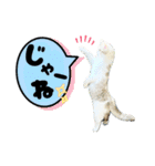 のら猫大福の生活③（個別スタンプ：29）