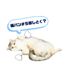 のら猫大福の生活③（個別スタンプ：30）
