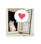 のら猫大福の生活③（個別スタンプ：31）