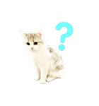 のら猫大福の生活③（個別スタンプ：32）