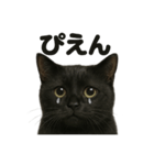 リアルな黒猫の感情表現日記ラインスタンプ（個別スタンプ：1）