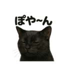 リアルな黒猫の感情表現日記ラインスタンプ（個別スタンプ：2）