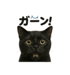 リアルな黒猫の感情表現日記ラインスタンプ（個別スタンプ：3）