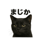 リアルな黒猫の感情表現日記ラインスタンプ（個別スタンプ：4）