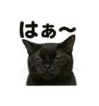 リアルな黒猫の感情表現日記ラインスタンプ（個別スタンプ：5）