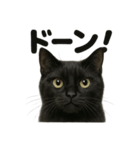 リアルな黒猫の感情表現日記ラインスタンプ（個別スタンプ：6）