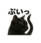 リアルな黒猫の感情表現日記ラインスタンプ（個別スタンプ：8）