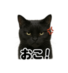 リアルな黒猫の感情表現日記ラインスタンプ（個別スタンプ：9）