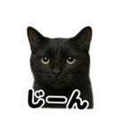 リアルな黒猫の感情表現日記ラインスタンプ（個別スタンプ：10）