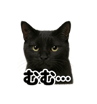 リアルな黒猫の感情表現日記ラインスタンプ（個別スタンプ：11）