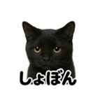 リアルな黒猫の感情表現日記ラインスタンプ（個別スタンプ：12）