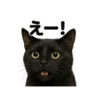 リアルな黒猫の感情表現日記ラインスタンプ（個別スタンプ：14）