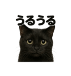 リアルな黒猫の感情表現日記ラインスタンプ（個別スタンプ：16）